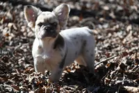 Lumi, a female French Bulldog for sale in Baileyton, AL – Photo 4 of 10