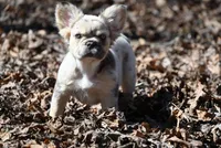 Lumi, a female French Bulldog for sale in Baileyton, AL – Photo 1 of 10