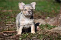 Lumi, a female French Bulldog for sale in Baileyton, AL – Photo 9 of 10