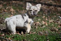 Lumi, a female French Bulldog for sale in Baileyton, AL – Photo 2 of 10