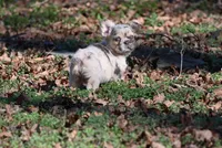 Lumi, a female French Bulldog for sale in Baileyton, AL – Photo 7 of 10