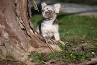 Lumi, a female French Bulldog for sale in Baileyton, AL – Photo 6 of 10