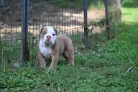 DRACO, a male Olde English Bulldogge for sale in Baileyton, AL – 1 of 5