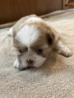Tan Man, a male Shih Tzu for sale in Martinton, IL – 1 of 1