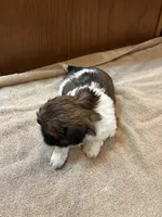 Mahogany , a male Shih Tzu for sale in Martinton, IL – 2 of 2