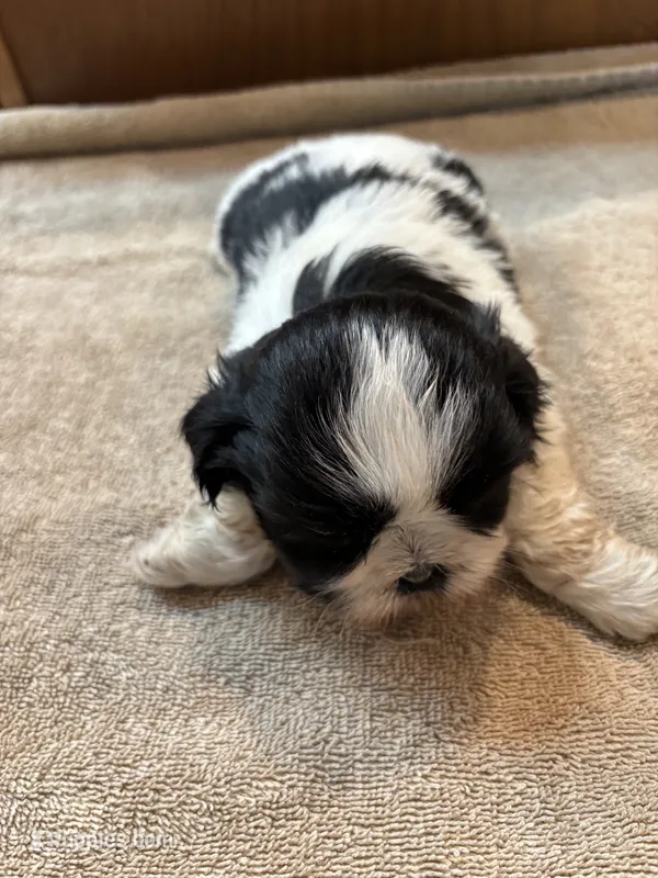 Marvin – Shih Tzu puppy for sale in Martinton, IL