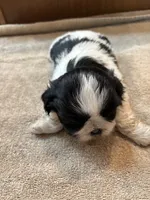 Marvin, a male Shih Tzu for sale in Martinton, IL – 1 of 1