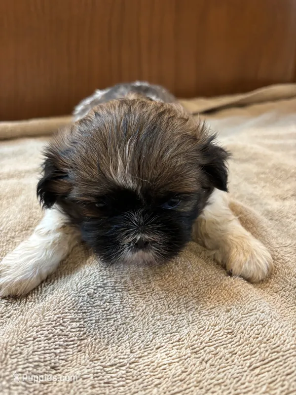 Mahogany  – Shih Tzu puppy for sale in Martinton, IL