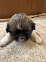 Mahogany , a male Shih Tzu for sale in Martinton, IL – 1 of 2
