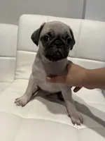 Jacinto , a male Pug for sale in McKinney, TX – 3 of 3