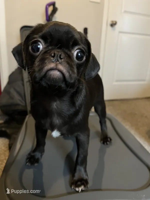 Romini – Pug puppy for sale in McKinney, TX