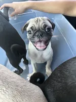 Julian, a male Pug for sale in McKinney, TX – 2 of 5