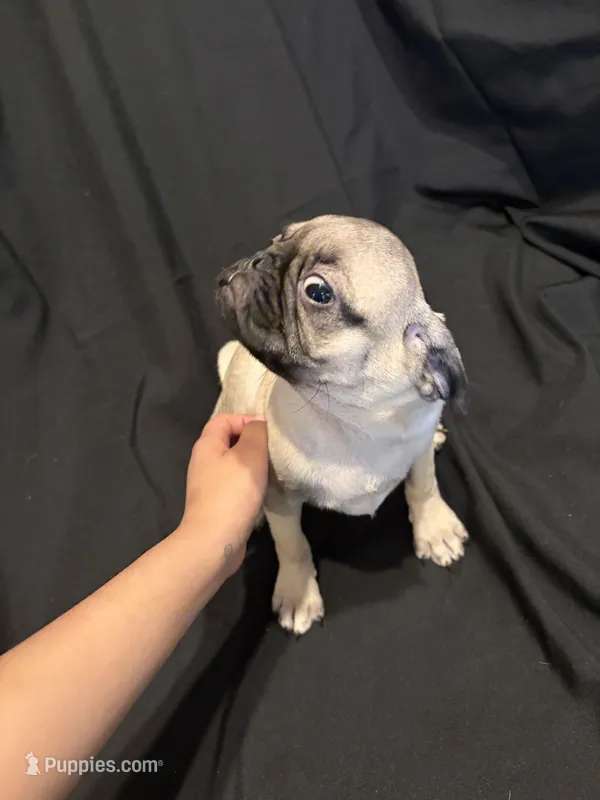 Jacinto  – Pug puppy for sale in McKinney, TX