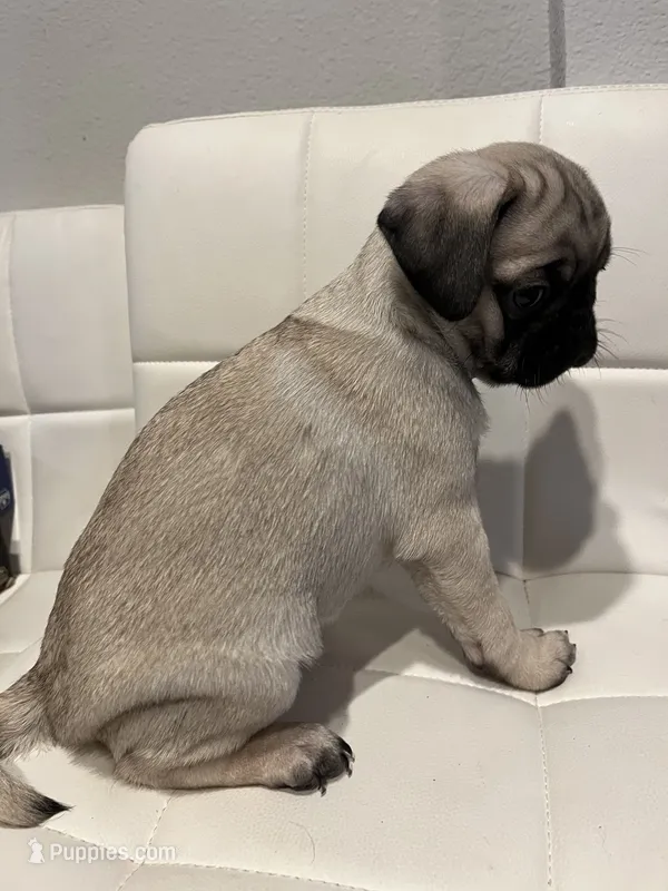 Benito – Pug puppy for sale in McKinney, TX