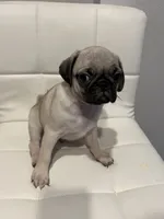 Jacinto , a male Pug for sale in McKinney, TX – 2 of 3