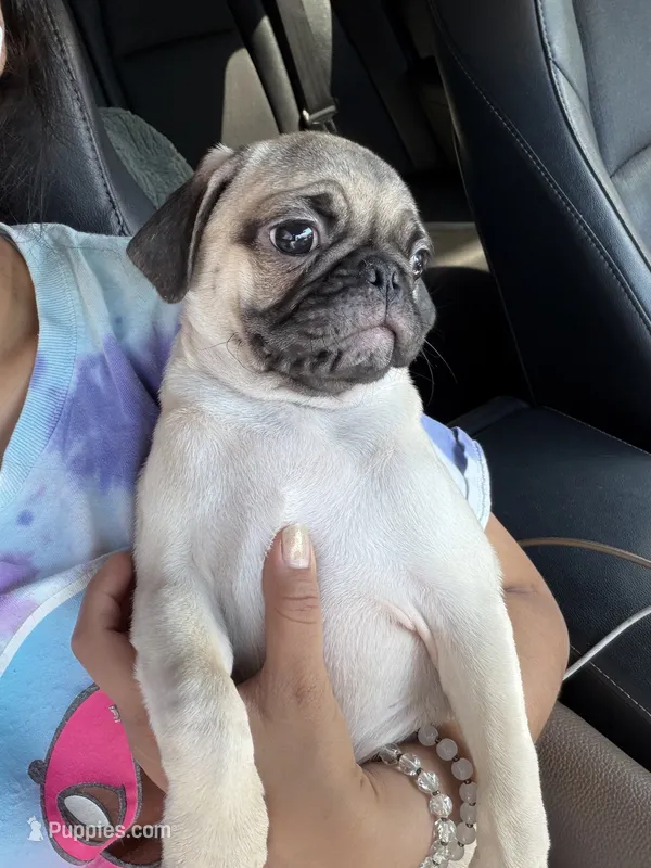 Julian – Pug puppy for sale in McKinney, TX