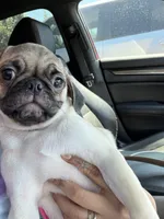 Julian, a male Pug for sale in McKinney, TX – 4 of 5