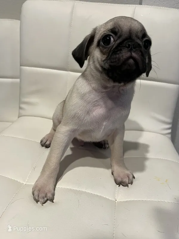 Jacinto  – Pug puppy for sale in McKinney, TX