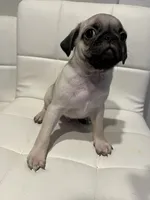 Jacinto , a male Pug for sale in McKinney, TX – 1 of 3