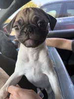 Julian, a male Pug for sale in McKinney, TX – 3 of 5