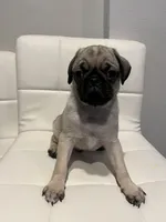 Benito, a male Pug for sale in McKinney, TX – 2 of 3