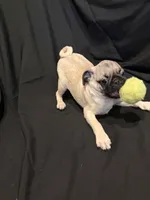 Julian, a male Pug for sale in McKinney, TX – 5 of 5