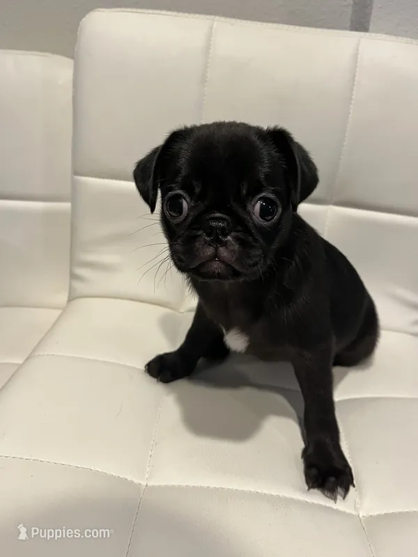 Romini – Pug puppy for sale in McKinney, TX