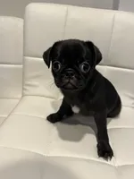 Romini, a female Pug for sale in McKinney, TX – 1 of 3