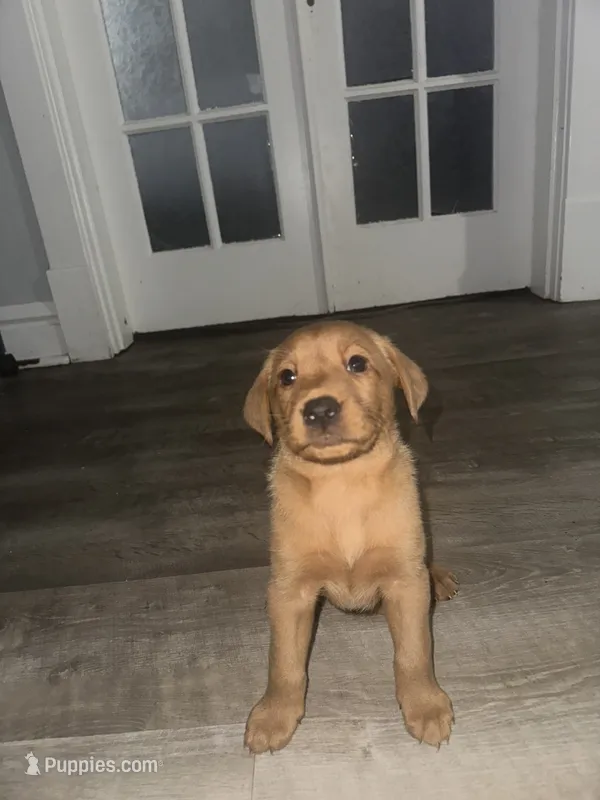 Hunter, a female Labrador Retriever for sale in Hazelwood, MO – 1 of 1