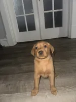 Hunter, a female Labrador Retriever for sale in Hazelwood, MO – 1 of 1