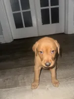 Rebel, a female Labrador Retriever for sale in Hazelwood, MO – 3 of 3