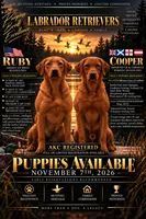Fox Red AKC Import Bloodline Labradors, a female Labrador Retriever for sale in St. Louis, MO – 4 of 10