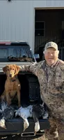 Titan, a male Labrador Retriever for sale in St. Louis, MO – 10 of 10