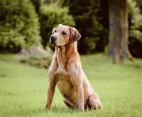 Fox Red AKC Import Bloodline Labradors, a female Labrador Retriever for sale in Hazelwood, MO – 4 of 10