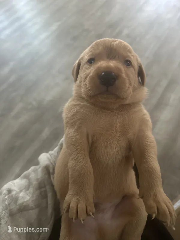 Fox Red Import Uk Hunting Lab Puppies – Labrador Retriever puppy for sale in St. Louis, MO