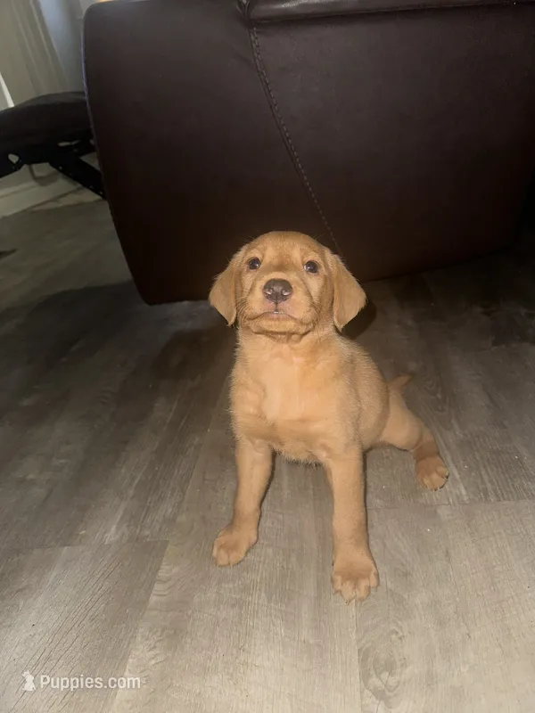Apollo, a female Labrador Retriever for sale in Hazelwood, MO – 1 of 1