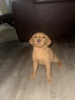 Apollo, a female Labrador Retriever for sale in Hazelwood, MO – 1 of 1
