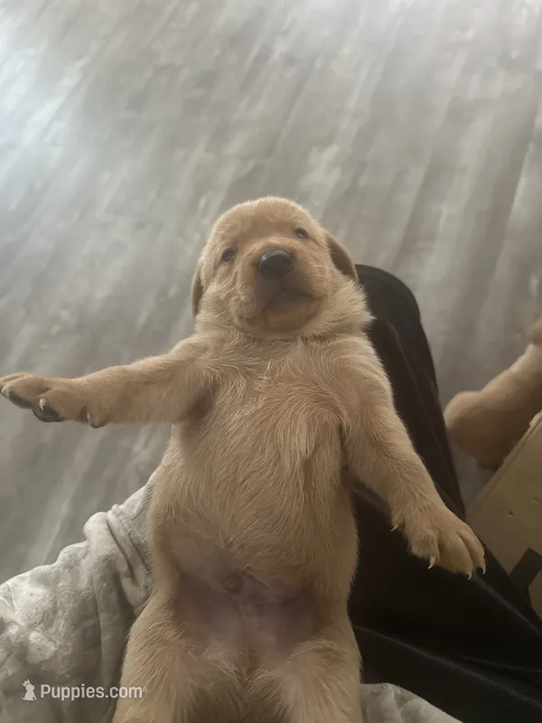 Fox Red AKC Import Bloodline Labradors – Labrador Retriever puppy for sale in St. Louis, MO