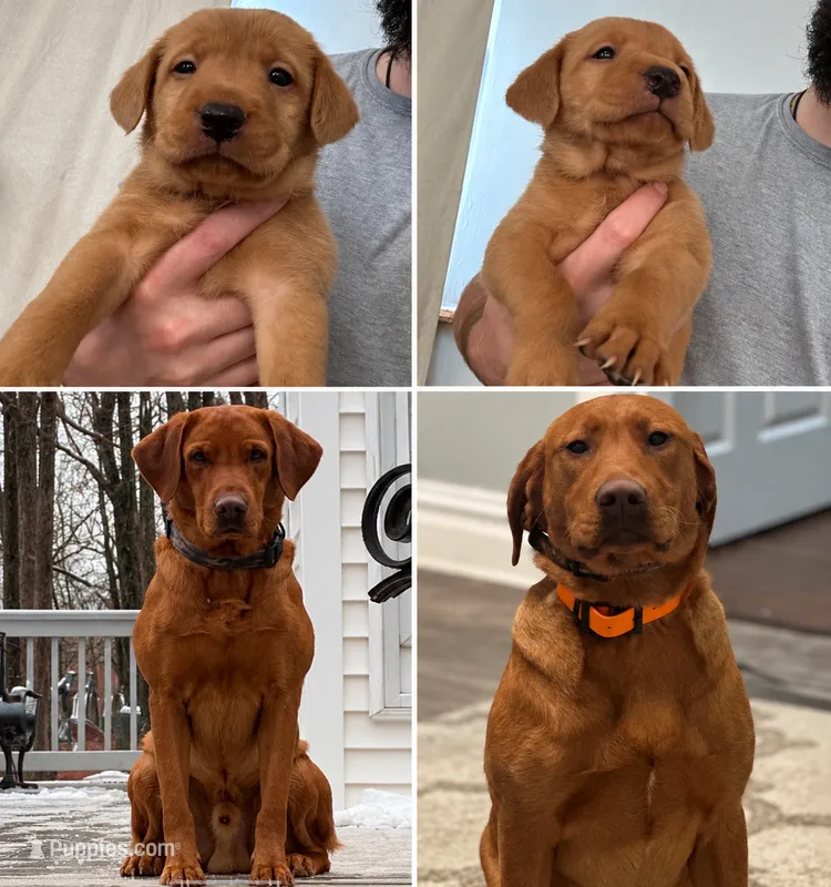 Fox Red AKC Import Bloodline Labradors – Labrador Retriever puppy for sale in Hazelwood, MO