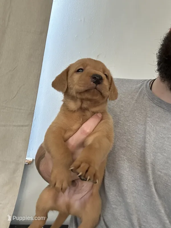 Magnus, a male Labrador Retriever for sale in St. Louis, MO – 1 of 9