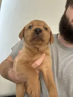 Titan, a male Labrador Retriever for sale in St. Louis, MO – 2 of 10