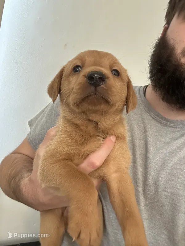 Gunner, a male Labrador Retriever for sale in St. Louis, MO – 1 of 10