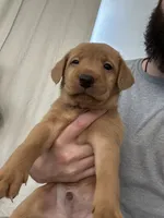 Athena, a female Labrador Retriever for sale in St. Louis, MO – 1 of 10