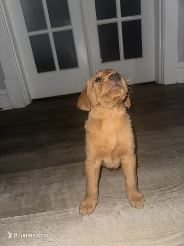 Rebel, a female Labrador Retriever for sale in Hazelwood, MO – 1 of 3