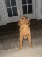 Rebel, a female Labrador Retriever for sale in Hazelwood, MO – 1 of 3