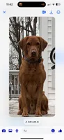 Magnus, a male Labrador Retriever for sale in St. Louis, MO – 7 of 9