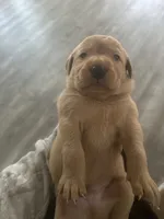 Fox Red AKC Import Bloodline Labradors, a female Labrador Retriever for sale in St. Louis, MO – 3 of 10