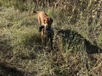Gunner, a male Labrador Retriever for sale in St. Louis, MO – 7 of 10