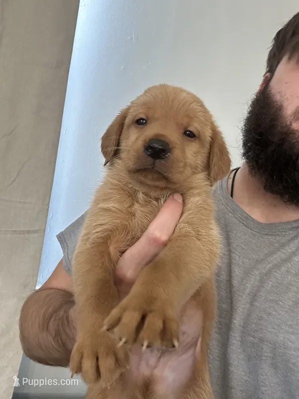 Sable , a female Labrador Retriever for sale in St. Louis, MO – 1 of 9