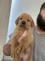 Sable , a female Labrador Retriever for sale in St. Louis, MO – 1 of 9
